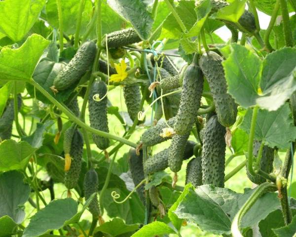 Cucumber Rodnichok F1