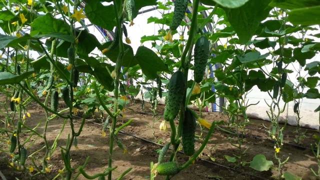 Cucumber Rodnichok F1