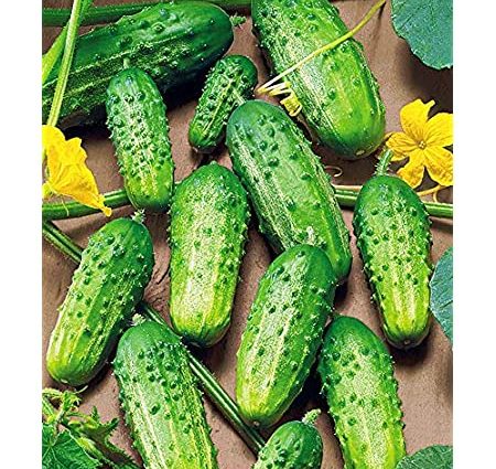 Cucumber Rodnichok F1