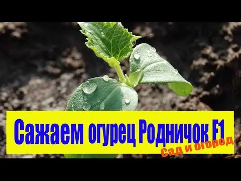 Cucumber Rodnichok F1