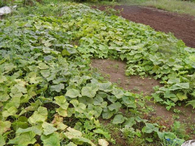 Cucumber Rodnichok F1