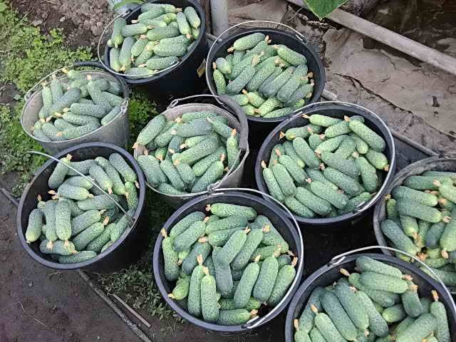 Cucumber Rodnichok F1