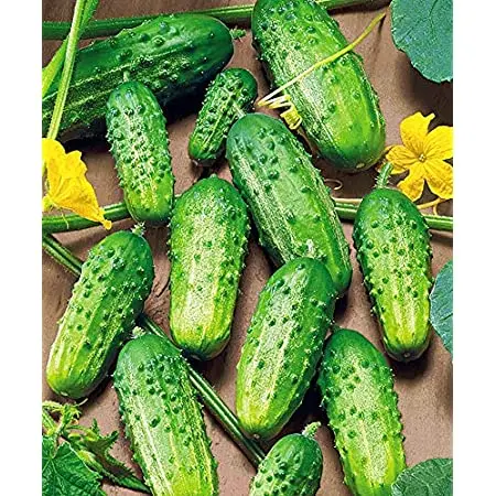 Cucumber Rodnichok F1