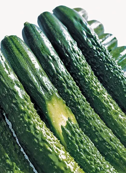 Cucumber Salinas