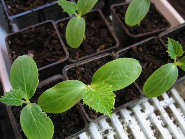 Cucumber seedlings for beginners