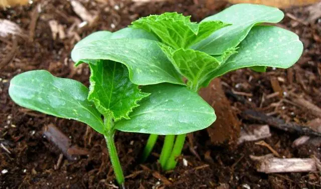 Cucumber seedlings for beginners