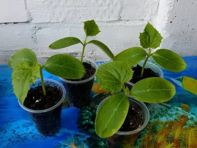 Cucumber seedlings for beginners