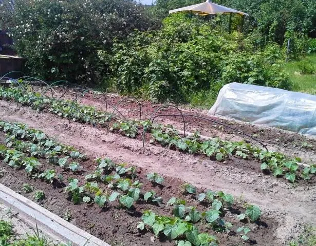 Cucumber seedlings for beginners