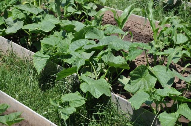 Cucumber seedlings for beginners