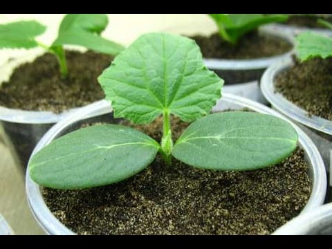 Cucumber seedlings for beginners