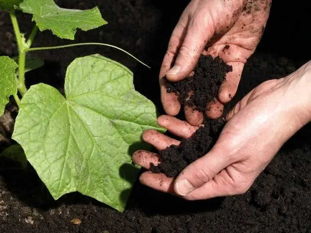 Cucumber seedlings for beginners