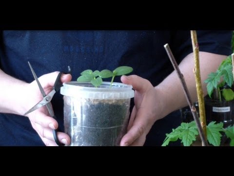 Cucumber seedlings for beginners