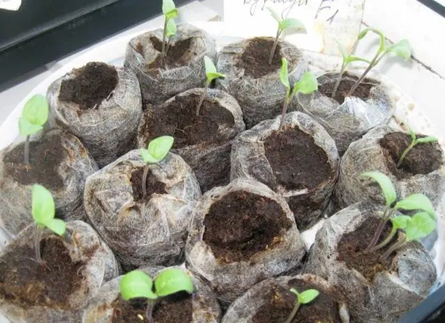 Cucumber seedlings for beginners