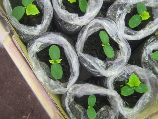 Cucumber seedlings for beginners