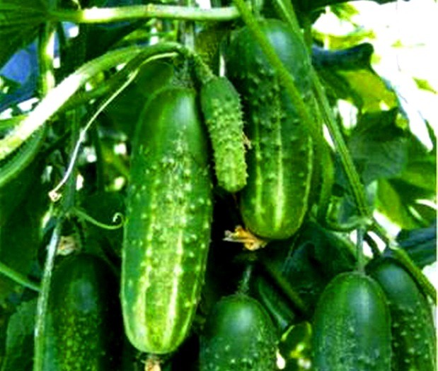 Cucumber Seeds For Greenhouses Characteristics Of Different Varieties And Types Healthy Food 2670