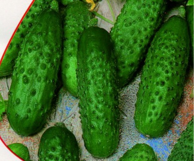 Cucumber seeds for greenhouses: characteristics of different varieties and types