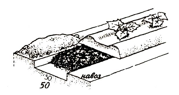 Cucumber seeds for greenhouses: characteristics of different varieties and types