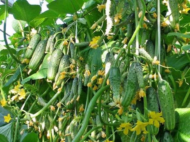 Cucumber Siberian garland: variety description, cultivation and formation