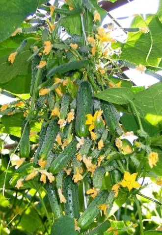 Cucumber Siberian garland: variety description, cultivation and formation