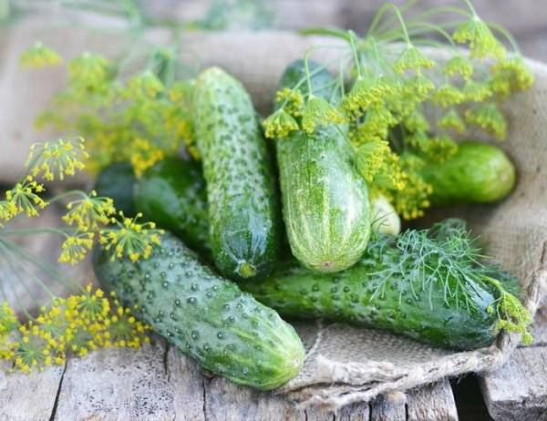 Cucumber Siberian garland: variety description, cultivation and formation