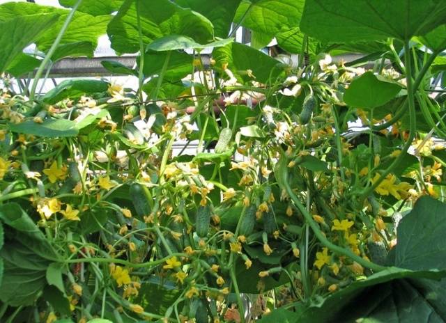 Cucumber Siberian garland: variety description, cultivation and formation