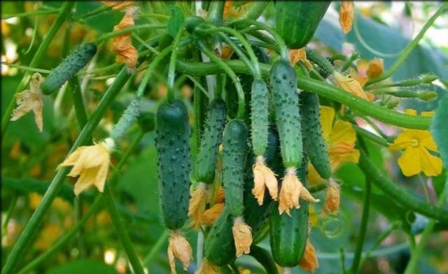 Cucumber Siberian garland: variety description, cultivation and formation