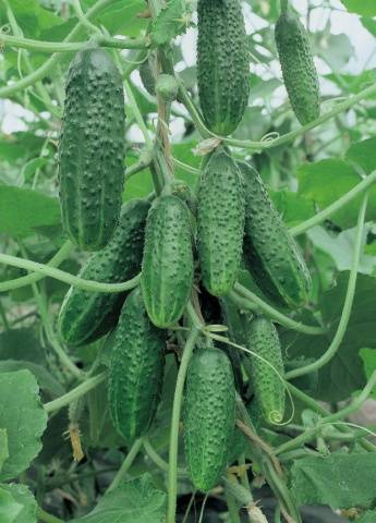 Cucumber Siberian garland: variety description, cultivation and formation