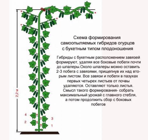 Cucumber Siberian garland: variety description, cultivation and formation