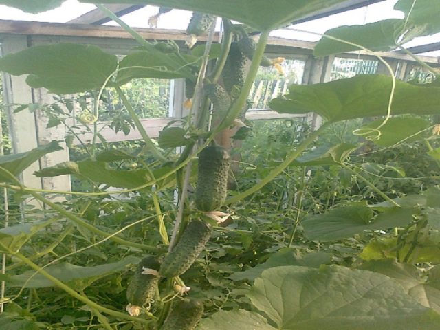 Cucumber Temp F1: description, reviews, yield