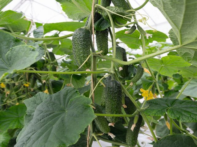 Cucumber Temp F1: description, reviews, yield