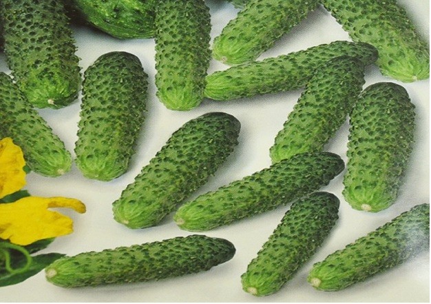 Cucumber Temp F1: description, reviews, yield