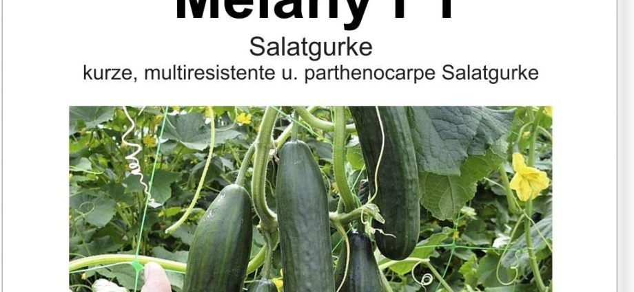 Cucumber Temp F1: description, reviews, yield