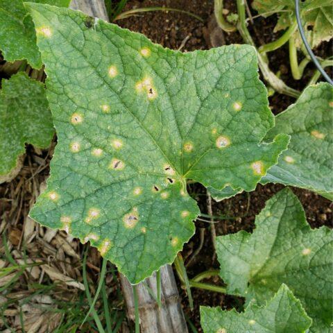 Cucumbers Alex F1: variety description, photos, reviews of gardeners