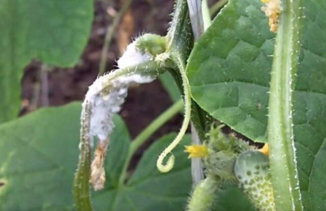 Cucumbers Alex F1: variety description, photos, reviews of gardeners