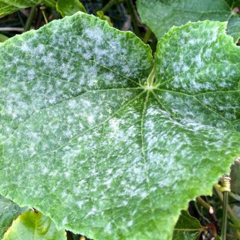 Cucumbers Alex F1: variety description, photos, reviews of gardeners