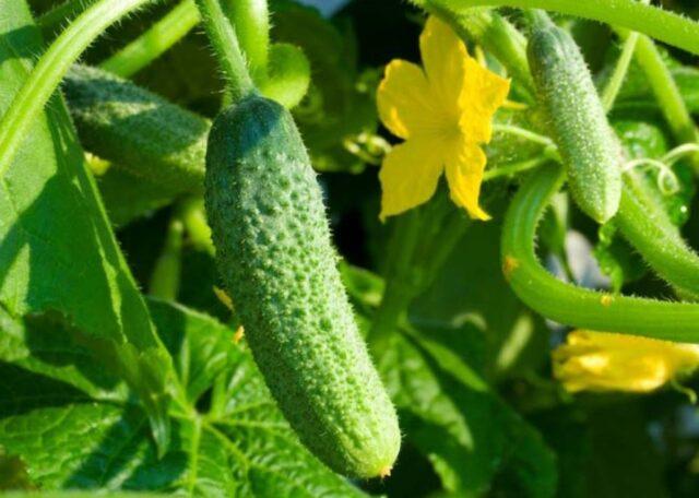 Cucumbers Alex F1: variety description, photos, reviews of gardeners