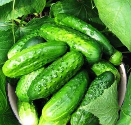 Cucumbers Aquarius: reviews, photos, characteristics