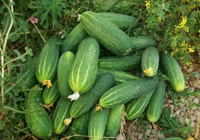 Cucumbers Aquarius: reviews, photos, characteristics