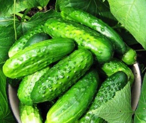 Cucumbers Aquarius: reviews, photos, characteristics