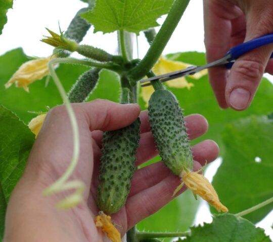 Cucumbers Bingo F1: description of the variety, photo of the bush, yield, reviews of gardeners