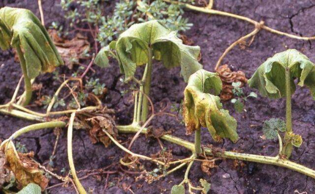 Cucumbers Bingo F1: description of the variety, photo of the bush, yield, reviews of gardeners