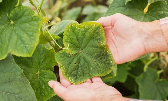 Cucumbers Bingo F1: description of the variety, photo of the bush, yield, reviews of gardeners