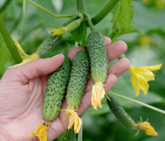 Cucumbers Bingo F1: description of the variety, photo of the bush, yield, reviews of gardeners