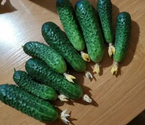 Cucumbers Bobrik F1: variety description, photo, yield, reviews of gardeners