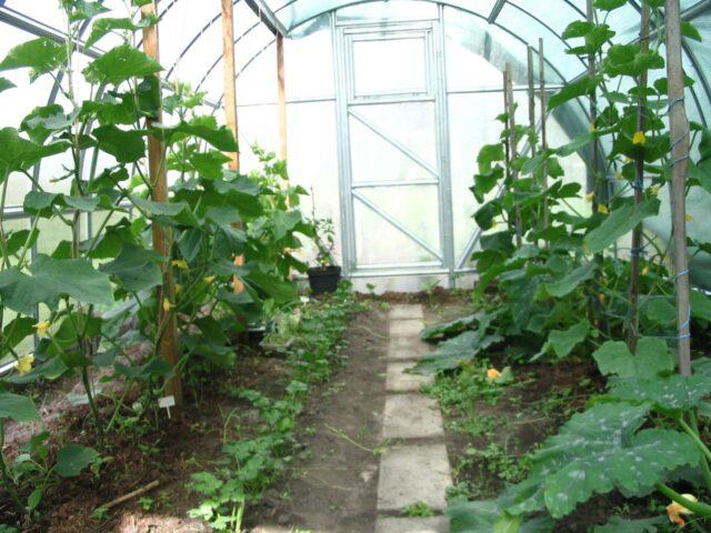 Cucumbers Bobrik F1: variety description, photo, yield, reviews of gardeners