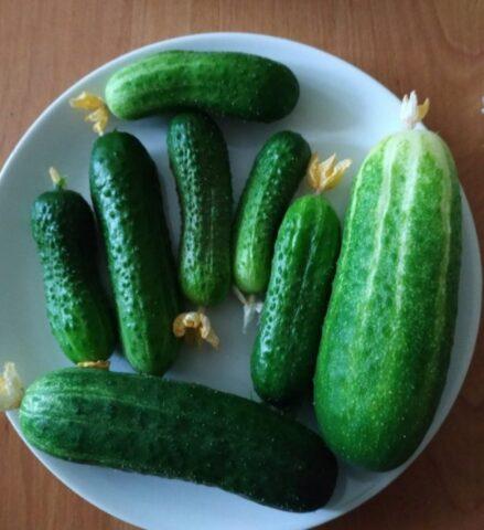 Cucumbers Bobrik F1: variety description, photo, yield, reviews of gardeners