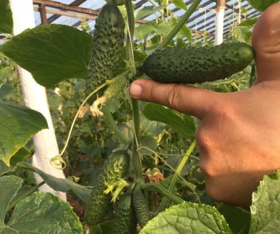 Cucumbers Cedric F1: variety description, photos, reviews of gardeners