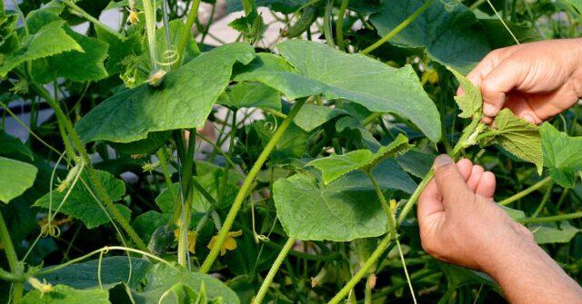 Cucumbers Cedric F1: variety description, photos, reviews of gardeners