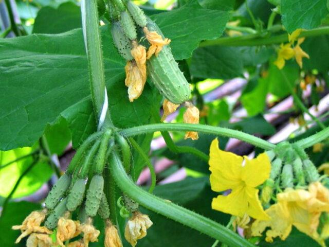 Cucumbers Cedric F1: variety description, photos, reviews of gardeners