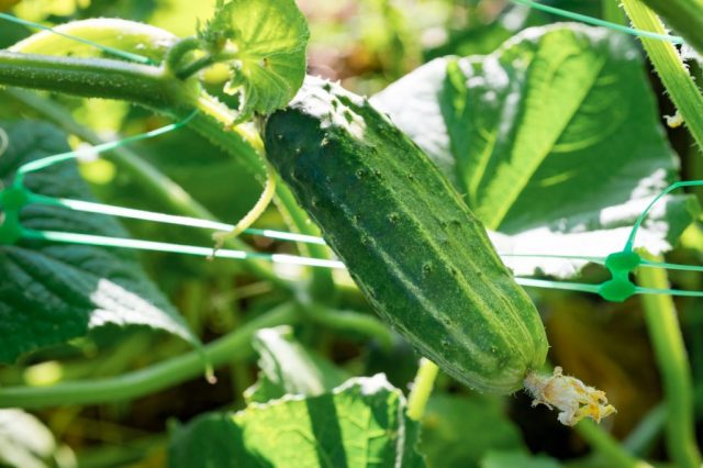 Cucumbers Dirigent: reviews, photos, characteristics